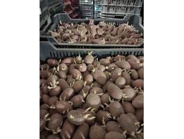 Vetőmèretű burgonya eladó