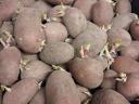 Vetőmèretű burgonya eladó
