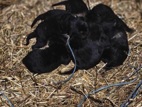 4 hét múlva Sinka kutyusok elérhetők