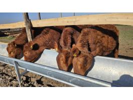 Vörös Angus pedigrés üszők eladó