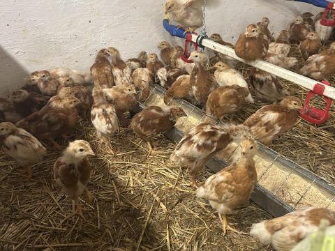 Eladó 4-5 hetes előnevelt csirkék