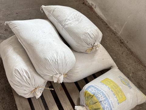 Eladó 2025-ös napraforgó