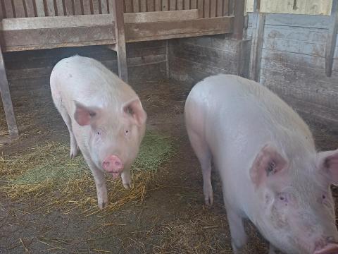 2 db hízó eladó 2 db hízó eladó