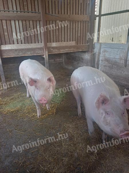 2 db hízó eladó