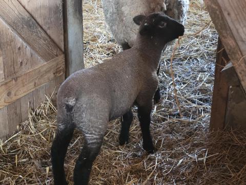 Eladó német feketefejű kos és jerke bárányok Eladó német feketefejű kos és jerke bárányok