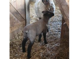 Eladó német feketefejű kos és jerke bárányok