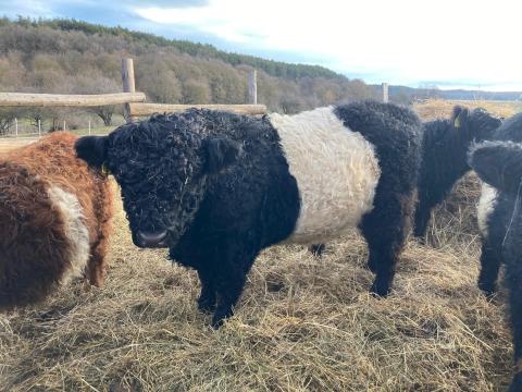 Galloway törzskönyves tenyészbika eladó