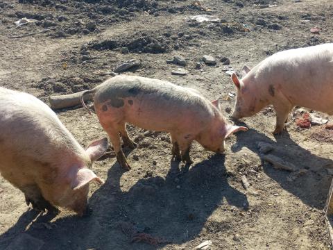 Süldők eladók Süldők eladók