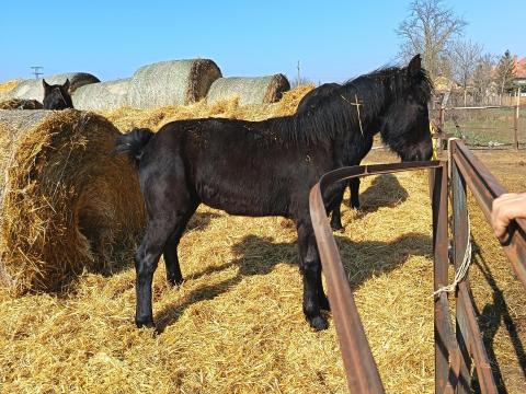 Fríz kanca csikók eladók
