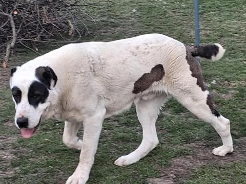 Közép-ázsiai jellegű juhászkutya