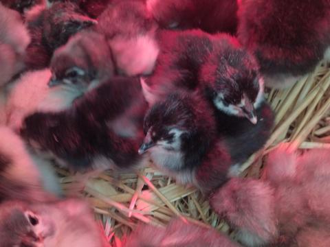 Australorp naposcsibék eladók