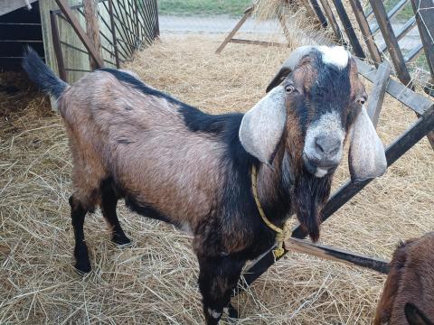 Eladó núbiai bak kecske