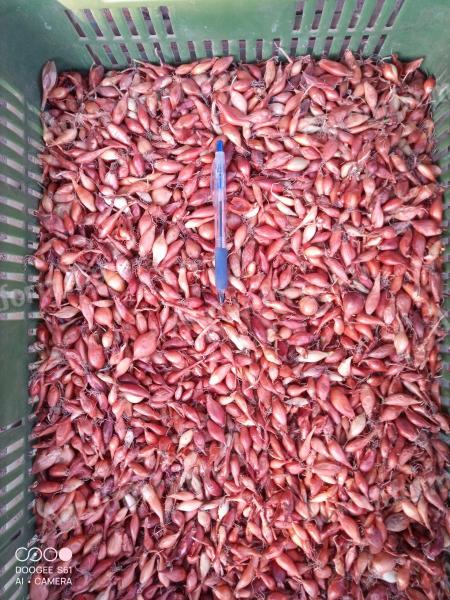 Makói CR dughagyma eladó