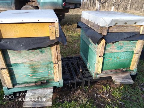 Méhcsaládok eladók