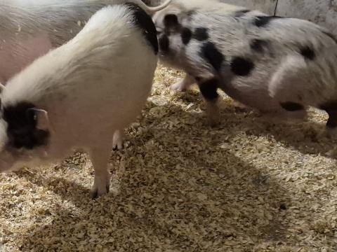 Eladó minnesotai törpemalacok