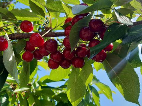 Eladó építési telek gyümölcsössel (meggy) Eladó építési telek gyümölcsössel (meggy)