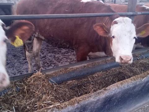 Magyar tarka vemhes üszők eladók