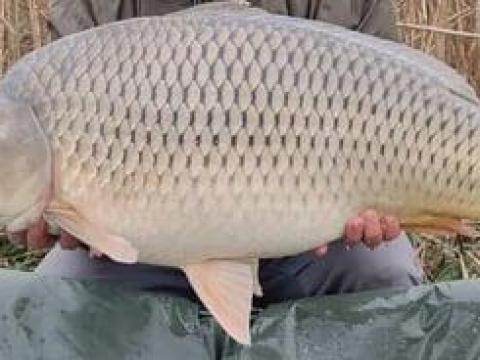 Óriás pontyok eladók horgászathoz