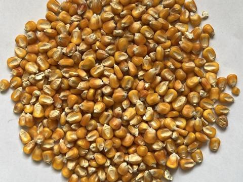 JAKLEEN flint kukorica - madáreleségnek eladó JAKLEEN flint kukorica - madáreleségnek eladó