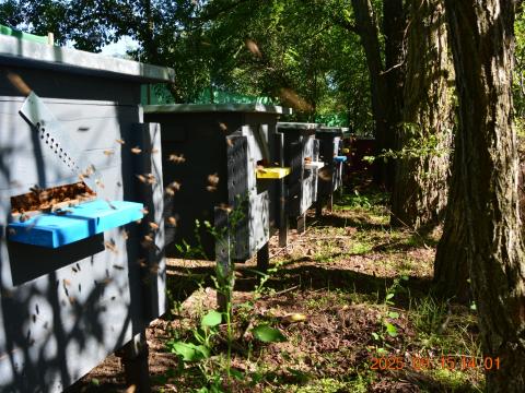 Eladó méhek Nb kereten