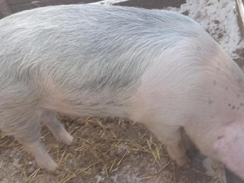 Hízó eladó Farmoson