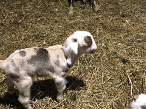 Núbiai cumis kecske