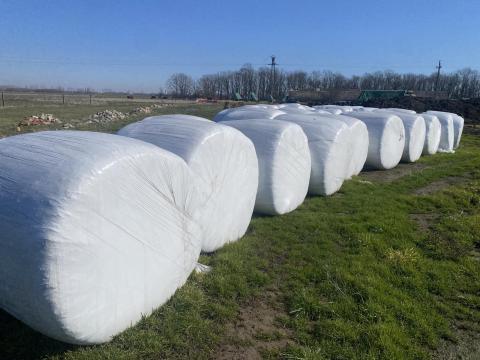 Szudánifű szenázs Szudánifű szenázs