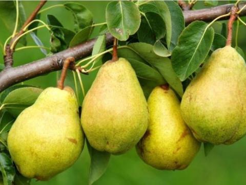 Gyümölcsfa - Vilmoskörte