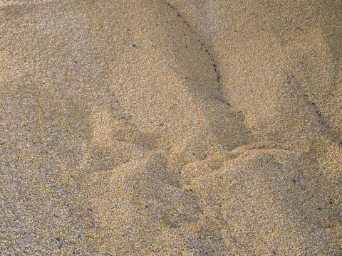 Kukorica eladó Kukorica eladó