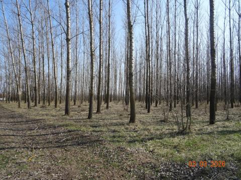 Vágásérett nemesnyár erdő eladó Tiszakécske határában