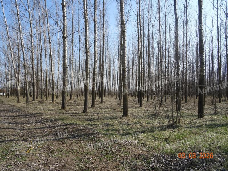 Vágásérett nemesnyár erdő eladó Tiszakécske határában