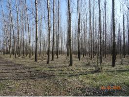 Vágásérett nemesnyár erdő eladó Tiszakécske határában