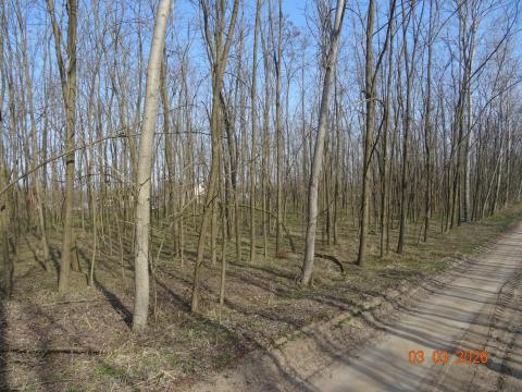 Erdő Csongrád-Bokros határában, 13,3 hektár, eladó
