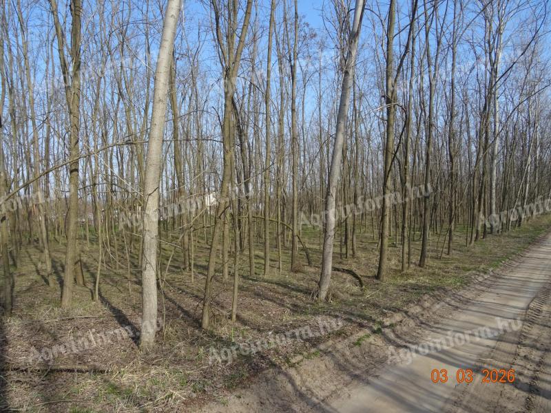 Erdő Csongrád-Bokros határában, 13,3 hektár, eladó