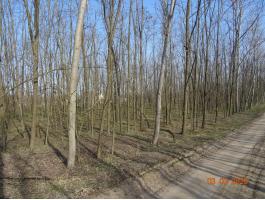 Erdő Csongrád-Bokros határában, 13,3 hektár, eladó