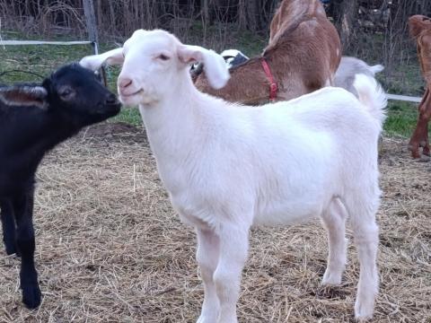 Gödöllőn núbiai keverék kecskegidák eladóak
