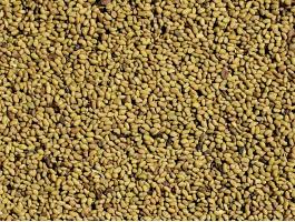 Vékonyszárú Lucernamag,  Lucerna mag Eladó Postai Utánvétellel
