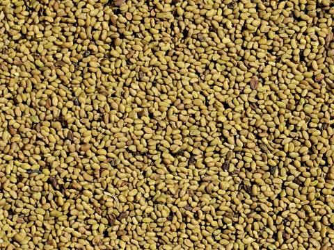 Vékonyszárú Lucernamag,  Lucerna mag Eladó Postai Utánvétellel. MÁGNESEZETT