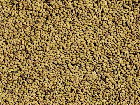 Vékonyszárú lucernamag, lucernamag eladó postai utánvéttel, mágnesezett Vékonyszárú lucernamag, lucernamag eladó postai utánvéttel, mágnesezett