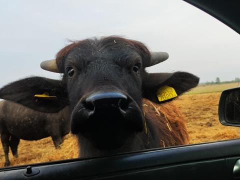 Bivaly tenyészüszők eladók