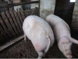 Eladó hízó sertések