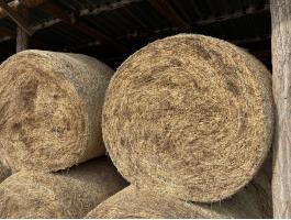 Kiváló minőségű lucerna bálák eladók