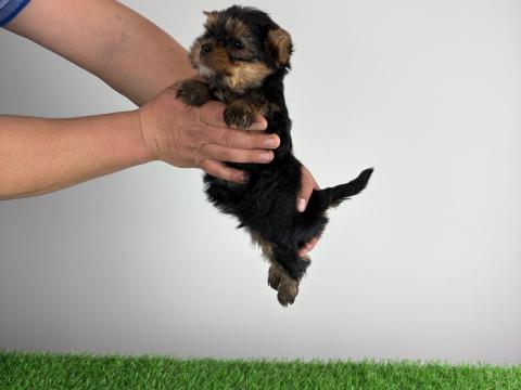 Törzskönyves Yorkshire terrier Yorki kiskutya