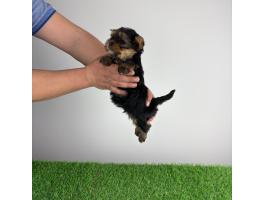 Törzskönyves Yorkshire terrier Yorki kiskutya