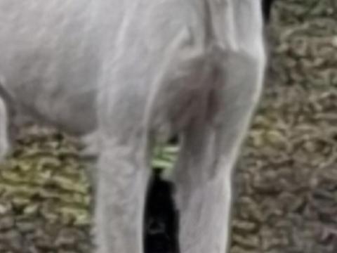 Saluki Perzsa agár szuka