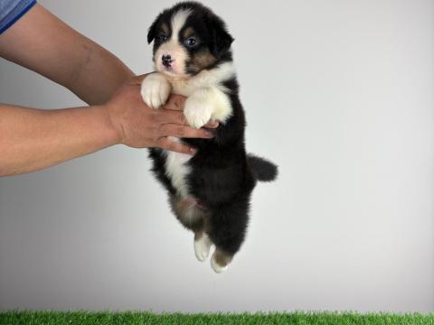 Törzskönyves Ausztrál juhászkutya kiskutya