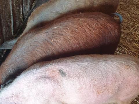 Eladó 3 db szép süldő