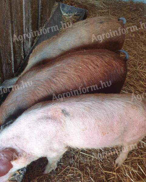 Eladó 3 db szép süldő