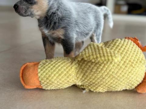 Törzskönyves ausztrál cattle dog kan kölykök – azonnal elvihetők