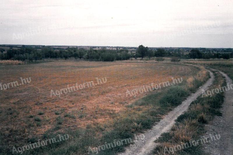 Szántóföld eladó Lepsényben a szőlőhegyen